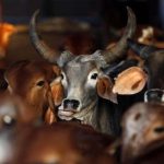 Congress leader has publicly slaughtered cow against new law in Kerala