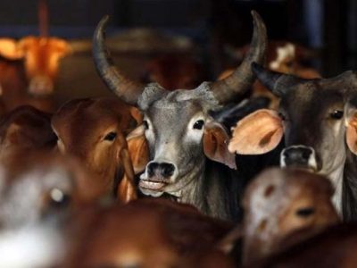 Congress leader has publicly slaughtered cow against new law in Kerala