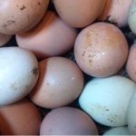 Punjab Food Authority raided the factory in Lahore, 11 million eggs explore