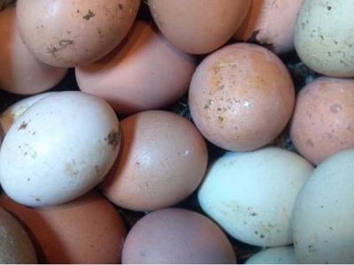 Punjab Food Authority raided the factory in Lahore, 11 million eggs explore