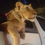 Arrest the citizens getting around the tiger on roads of Karachi