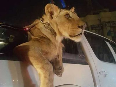 Arrest the citizens getting around the tiger on roads of Karachi