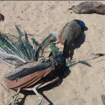 Tharparkar: 10 Moore died in 24 hours