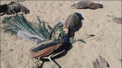 Tharparkar: 10 Moore died in 24 hours