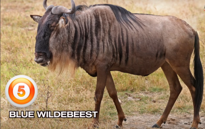 TOP, 5 ,FASTEST ,ANIMALS, ON, EARTH , AMAZING , INFORMATION