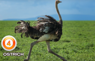 TOP, 5 ,FASTEST ,ANIMALS, ON, EARTH , AMAZING , INFORMATION