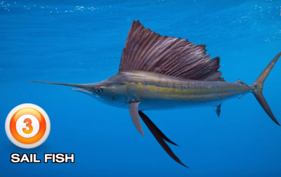 TOP, 5 ,FASTEST ,ANIMALS, ON, EARTH , AMAZING , INFORMATION