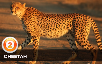 TOP, 5 ,FASTEST ,ANIMALS, ON, EARTH , AMAZING , INFORMATION