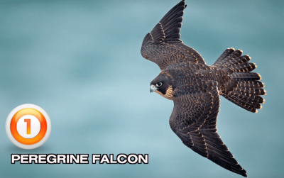 TOP, 5 ,FASTEST ,ANIMALS, ON, EARTH , AMAZING , INFORMATION