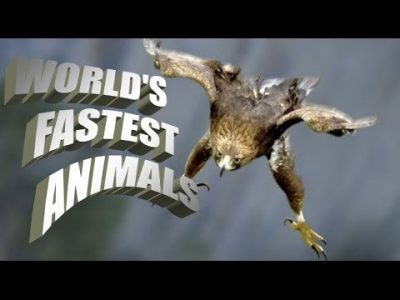 TOP, 5 ,FASTEST ,ANIMALS, ON, EARTH , AMAZING , INFORMATION