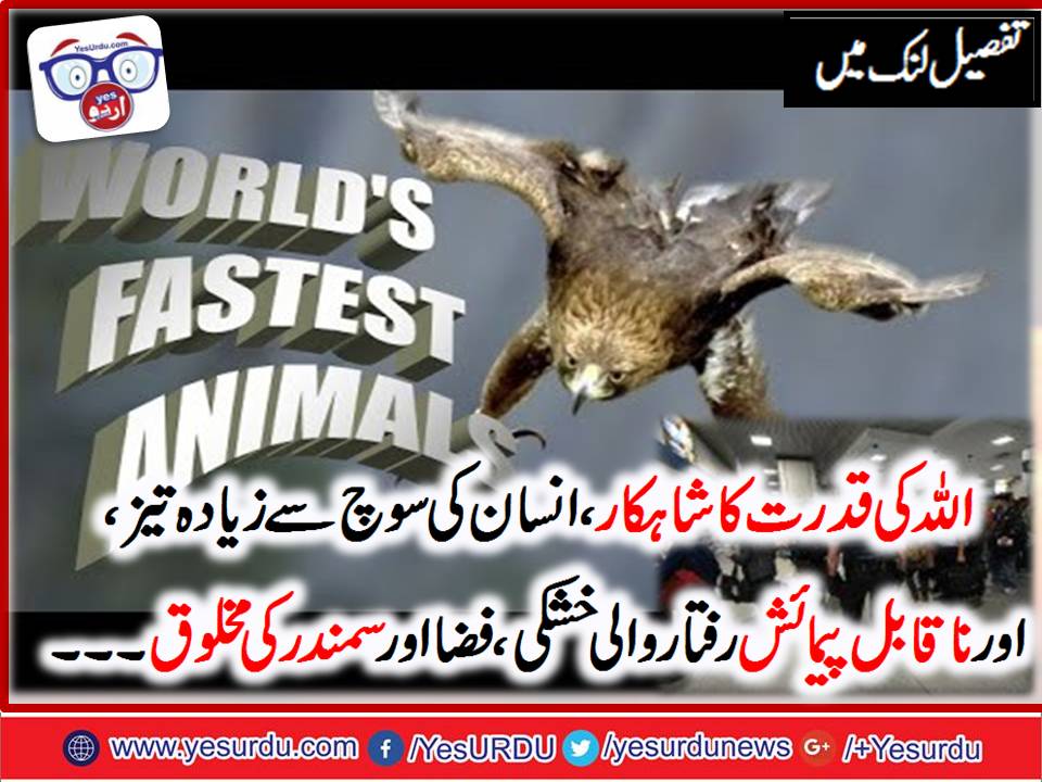 TOP, 5 ,FASTEST ,ANIMALS, ON, EARTH , AMAZING , INFORMATION