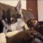 Great, friendship, between, coma, and, torra, breaking, records