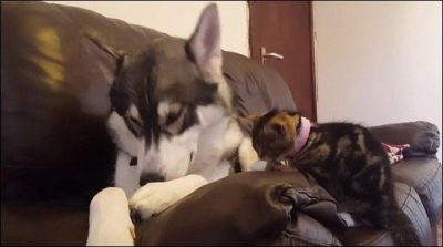 Great, friendship, between, coma, and, torra, breaking, records