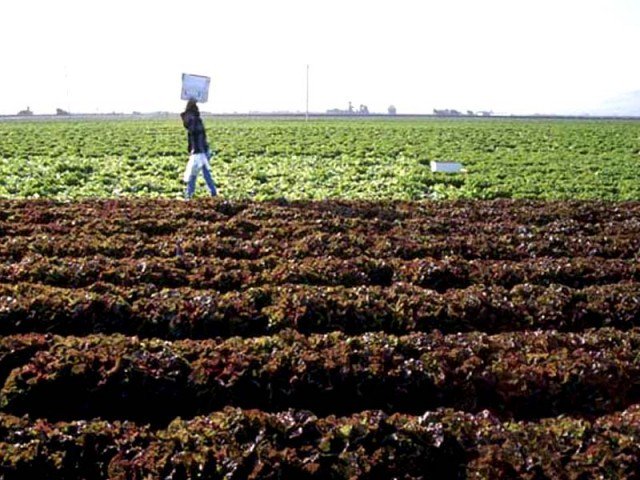 Meeting calling on Friday at the Fertilizer subsidy scheme