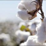 Increase in the prices of cotton