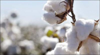 Increase in the prices of cotton