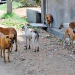 The crazy dog ​​cut 8 people including 5 children in the Nawabshah