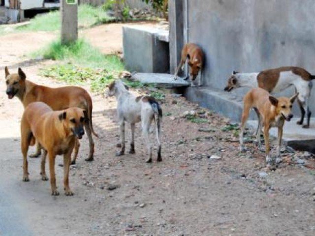 The crazy dog ​​cut 8 people including 5 children in the Nawabshah