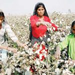 Reduction of 14 million 40 thousand bails in cotton production target