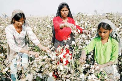 Reduction of 14 million 40 thousand bails in cotton production target