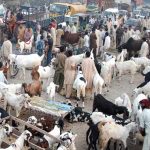 In the middle of the animal sacrifice banned goods including weapons smuggling to Punjab