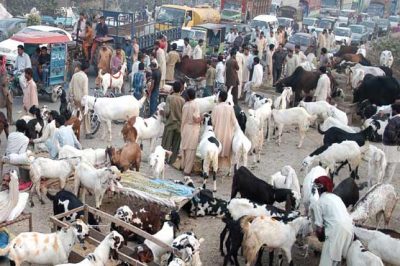 In the middle of the animal sacrifice banned goods including weapons smuggling to Punjab
