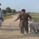 Ghotki: influential Vaderay has attacked the poor by brutal violence on making Fish Farm