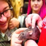 A unique cafe was opened for mice in the United States
