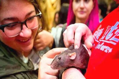 A unique cafe was opened for mice in the United States