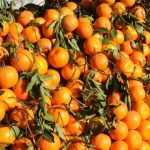 Exporters demanded 10% rebate on orange exports