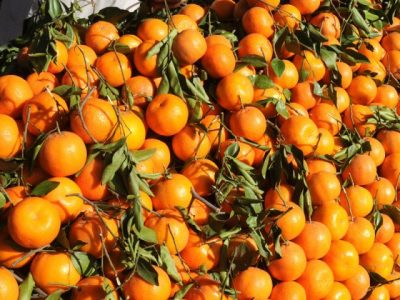 Exporters demanded 10% rebate on orange exports