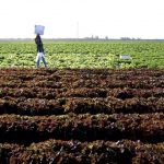 Decided to continue Fertilizer Subsidy Scheme current financial year