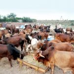 The goat's arrival started on the cattle market at the Super Highway