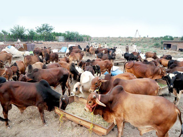 The goat's arrival started on the cattle market at the Super Highway