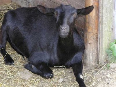Nawaz Sharif gave charity of five black goats before departure to Lahore