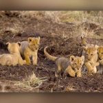 Lion's third child died during 15 days in Lahore Zoo