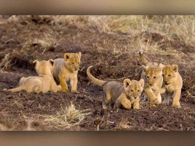 Lion's third child died during 15 days in Lahore Zoo