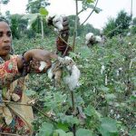 Cotton production reached 23 million 66 thousand bails