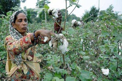 Cotton production reached 23 million 66 thousand bails