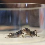 Cricket sells more expensive than gold in China