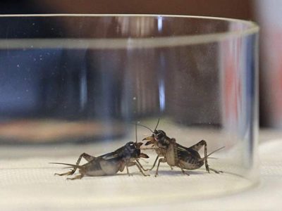 Cricket sells more expensive than gold in China