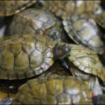 Raid on Karachi airport, explore turtle meat