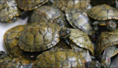Raid on Karachi airport, explore turtle meat