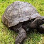The world's oldest animal
