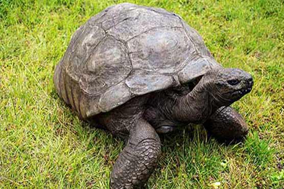 The world's oldest animal