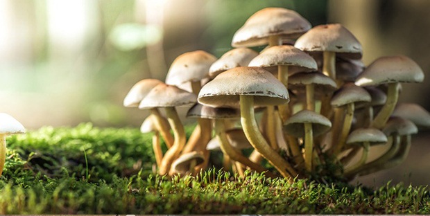 Mushroom, to, avoid, tiredness