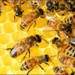 The revealed of presence of dangerous chemical material in honey