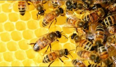 The revealed of presence of dangerous chemical material in honey