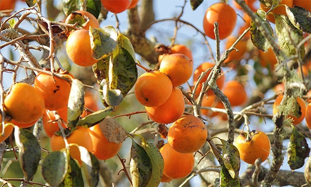 Imlok, persimmon, which, has, many, befits, for, mankind