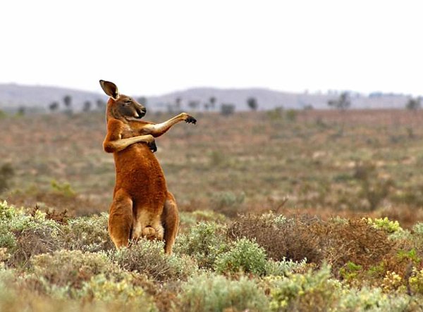 01kangroo-1510344763